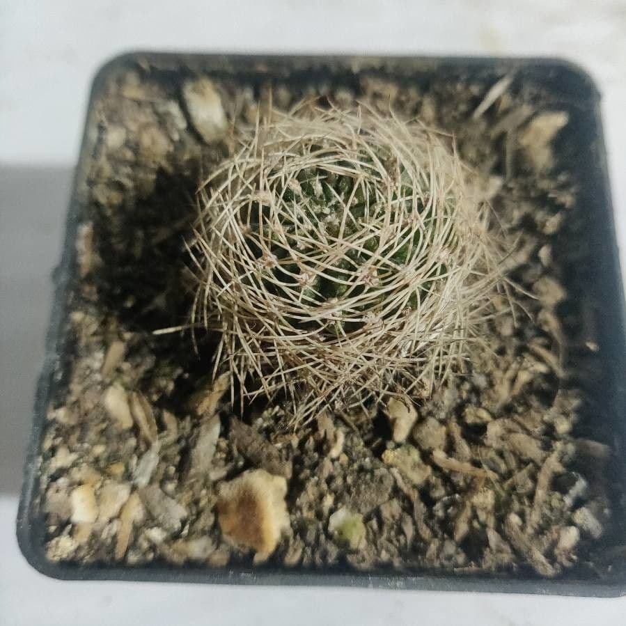 Cactus 6