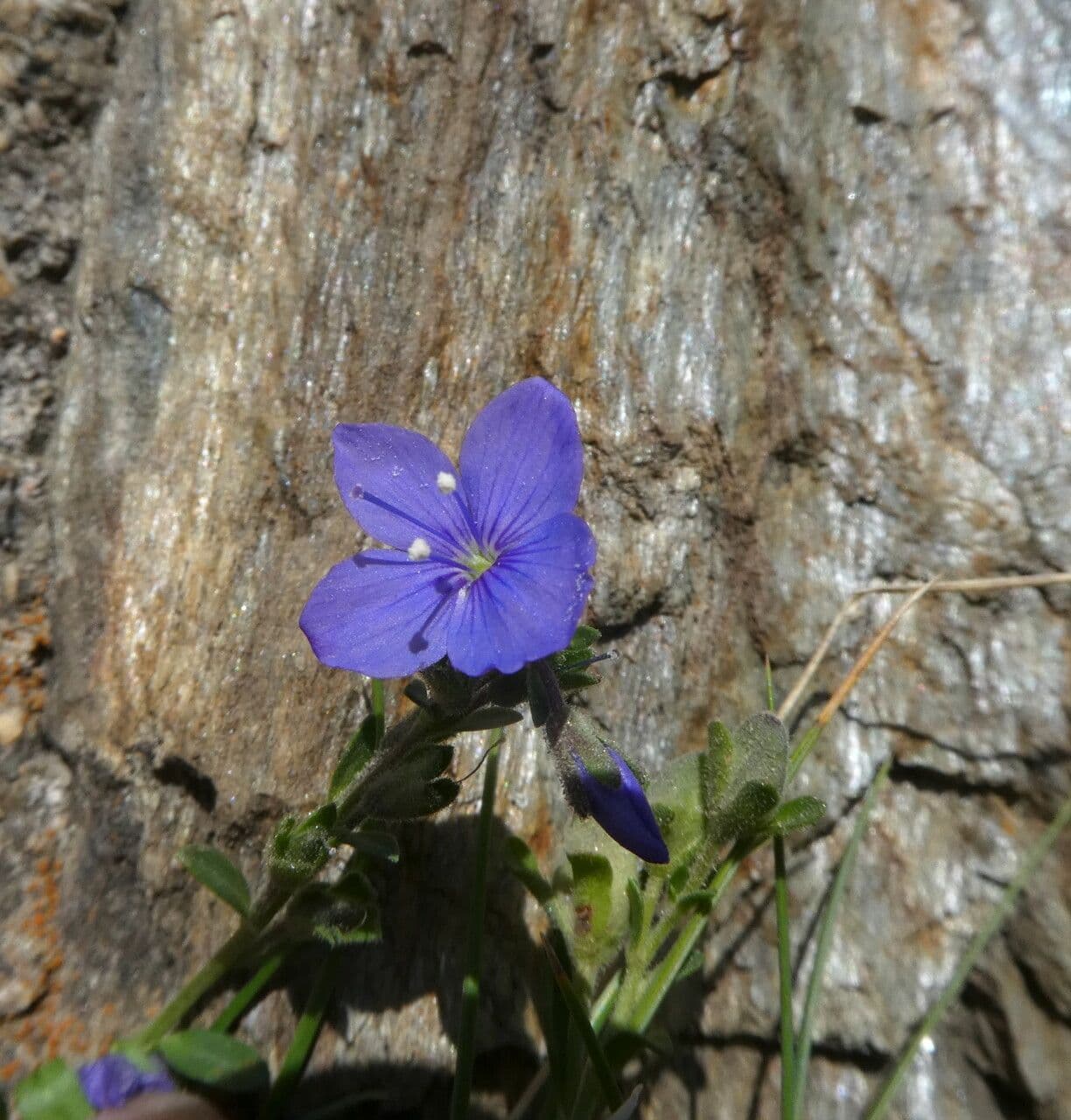 Veronica fruticulosa 6
