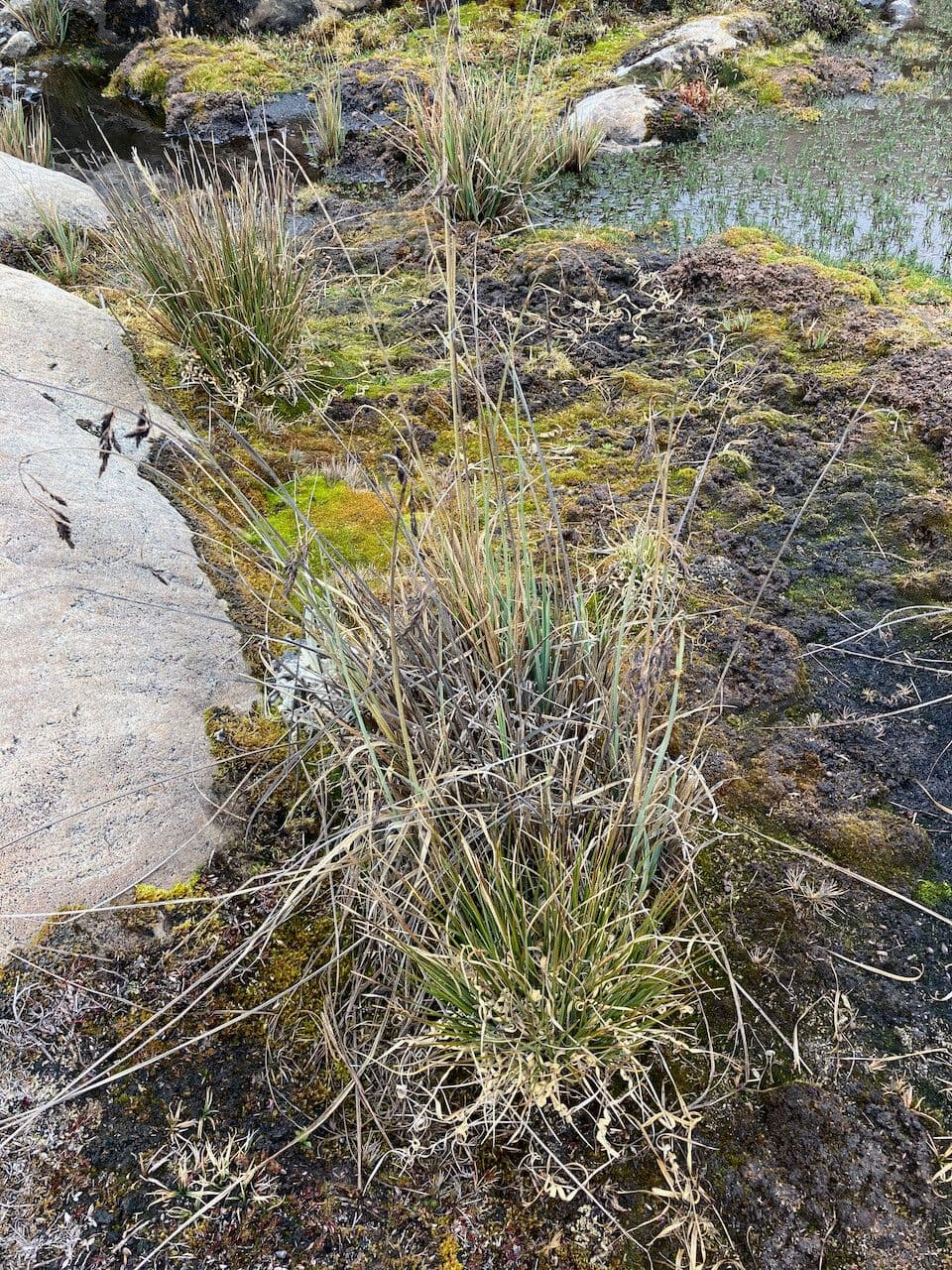Osečka pichinchensis 7