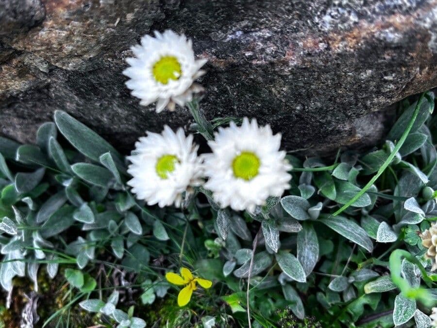Anaphalis 9