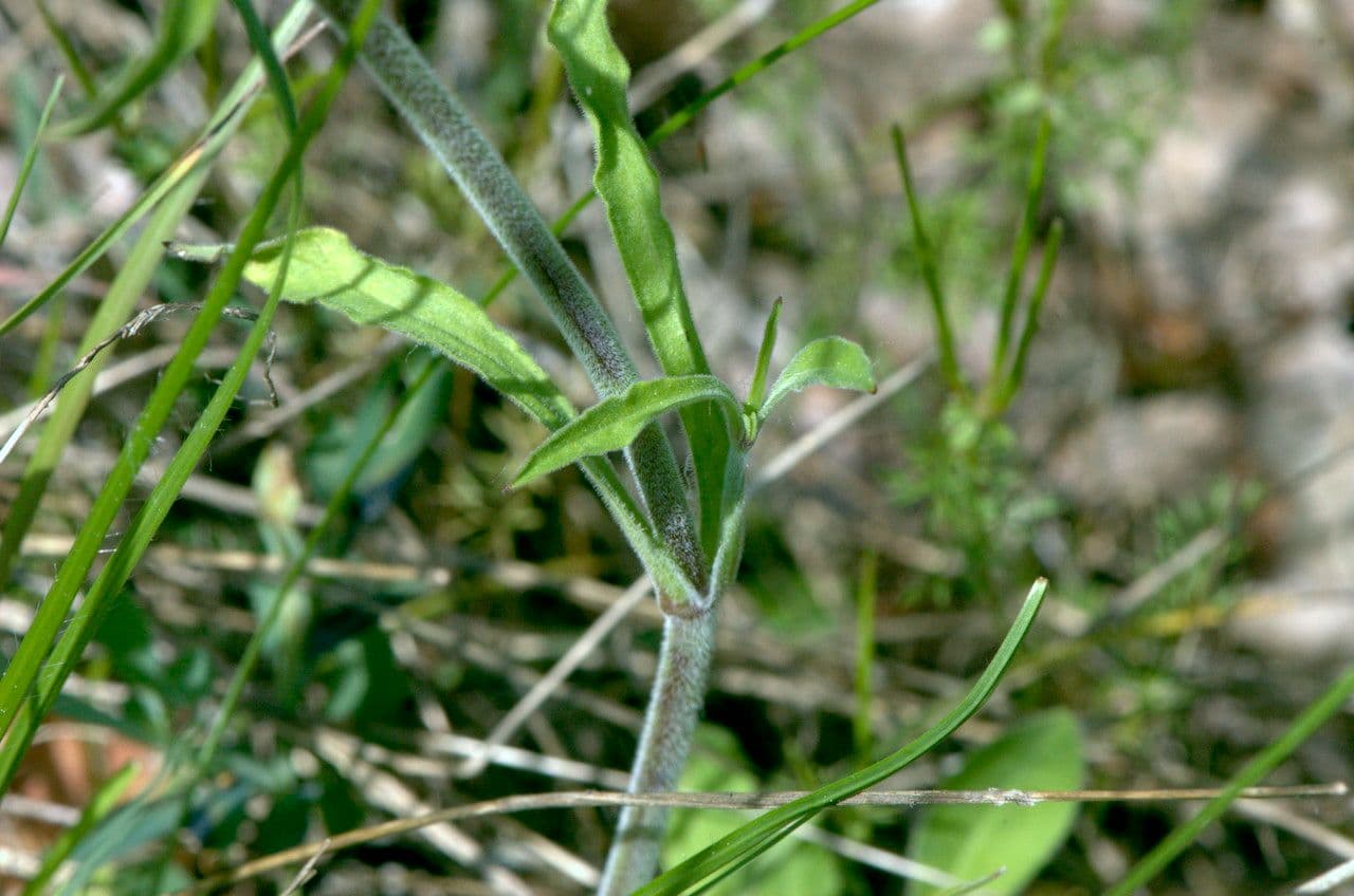 Silene italiana 27