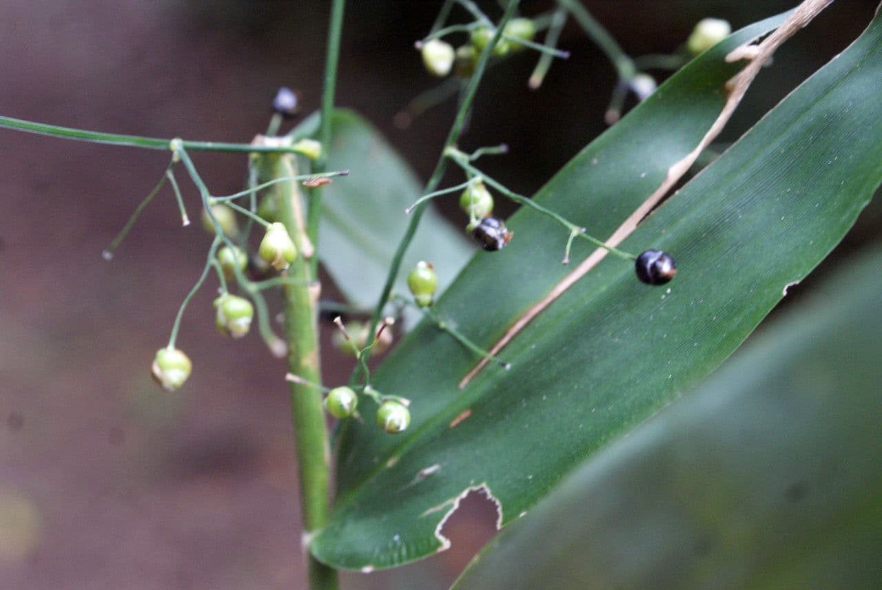 Lasiacis maculata 4