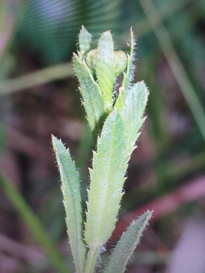 Achillea 15
