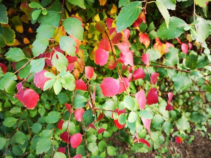 Spirea trilobata 18