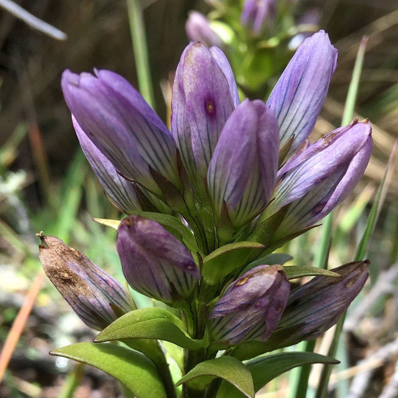 Genzianella 2