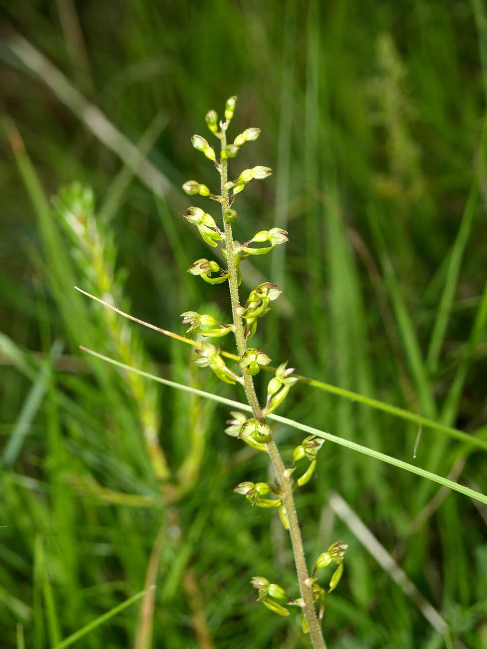 Listera maggiore 30