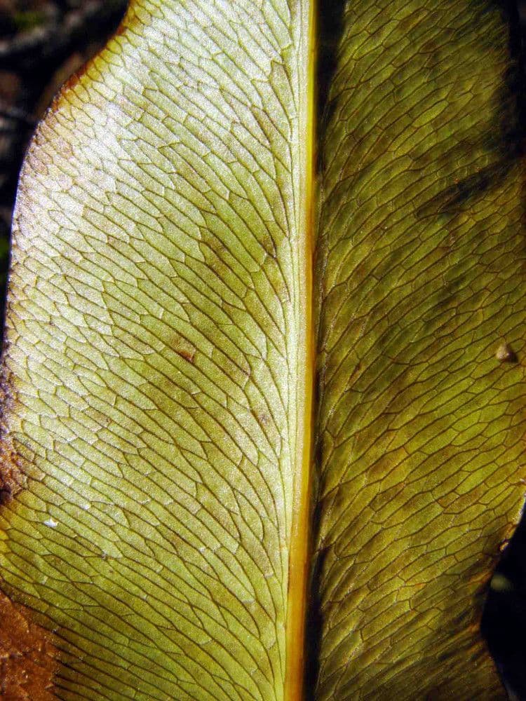 Acrostichum aureum
