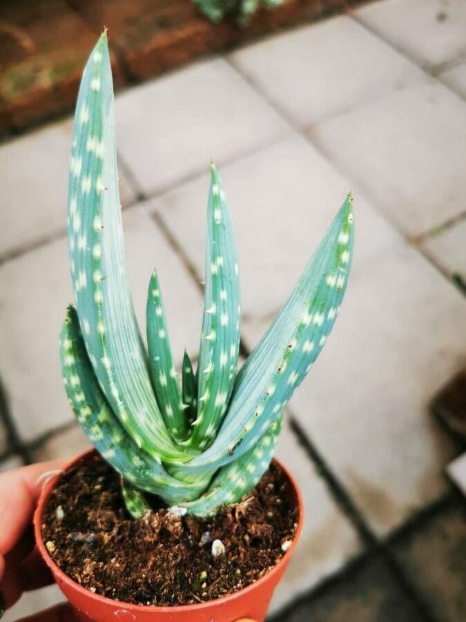 Aloe
