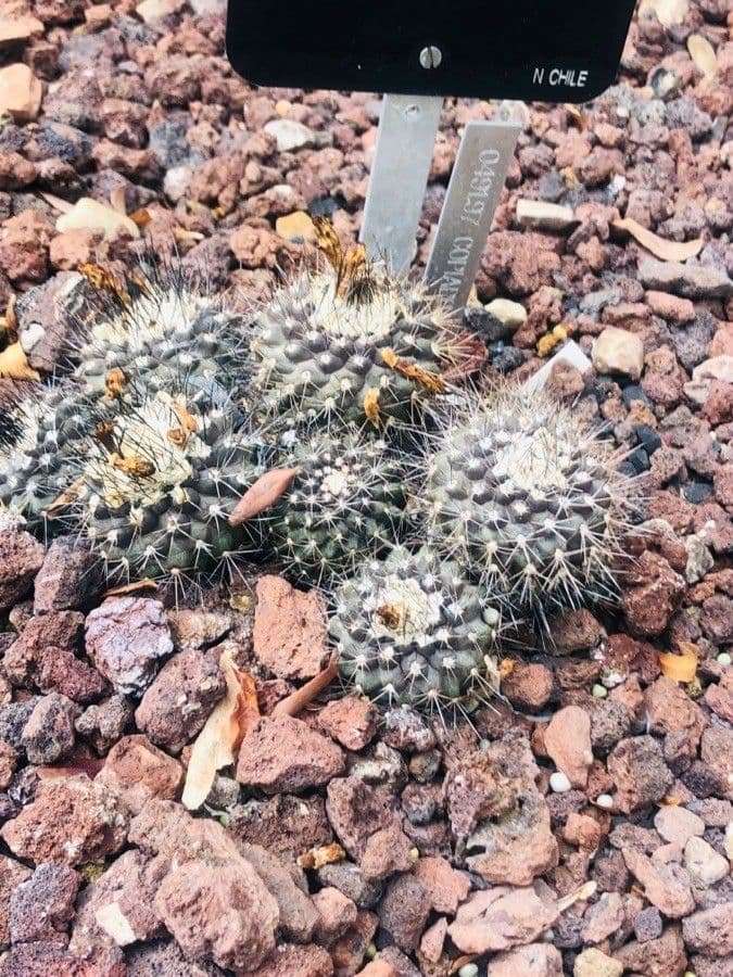 Copiapoa 6