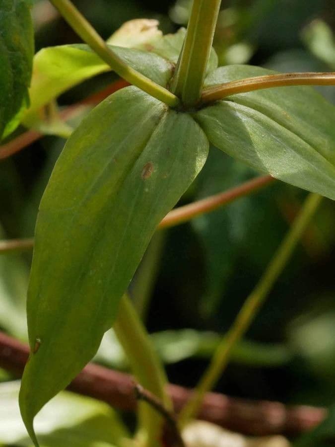 Centaurea minore 19