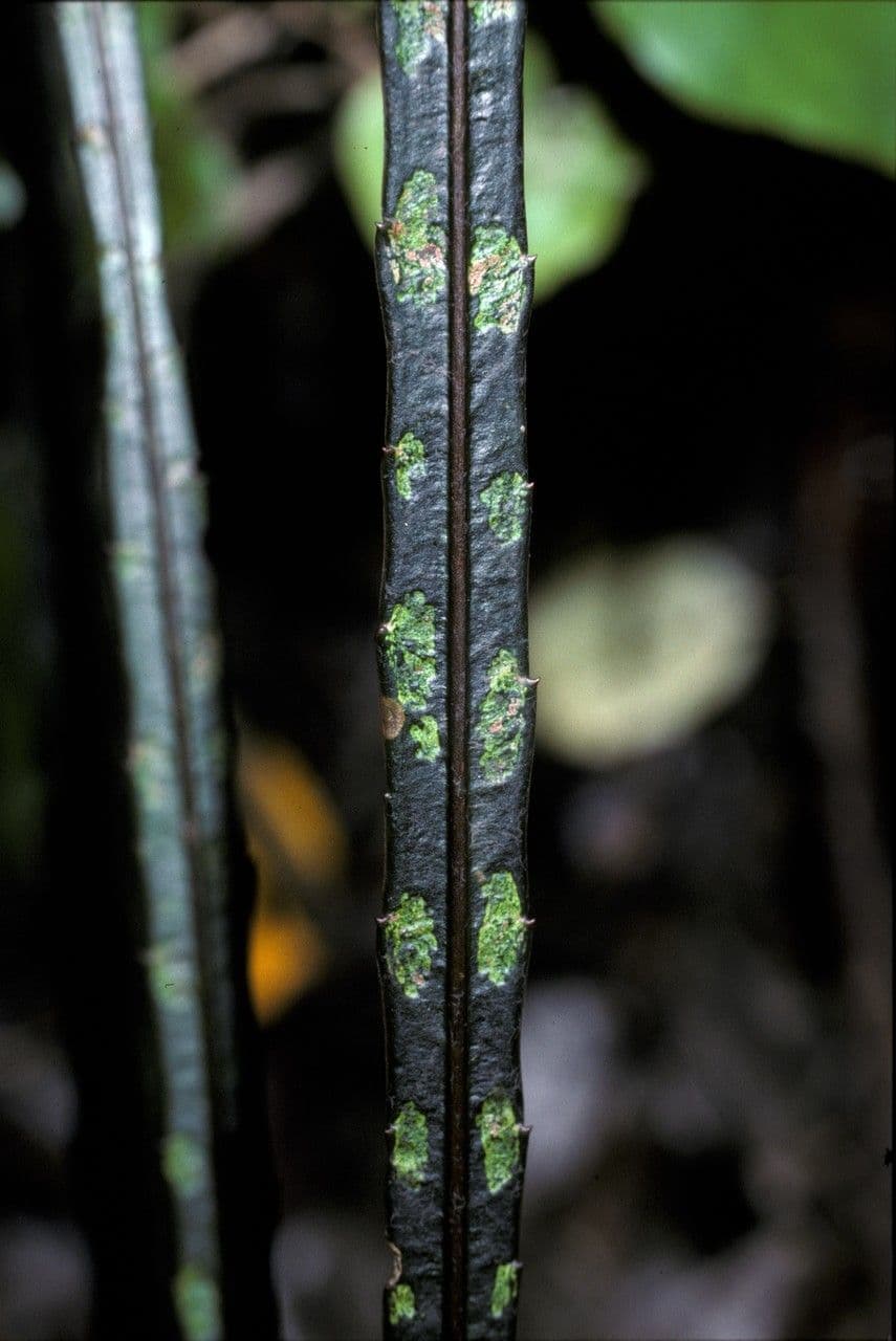 Bois de lance 3