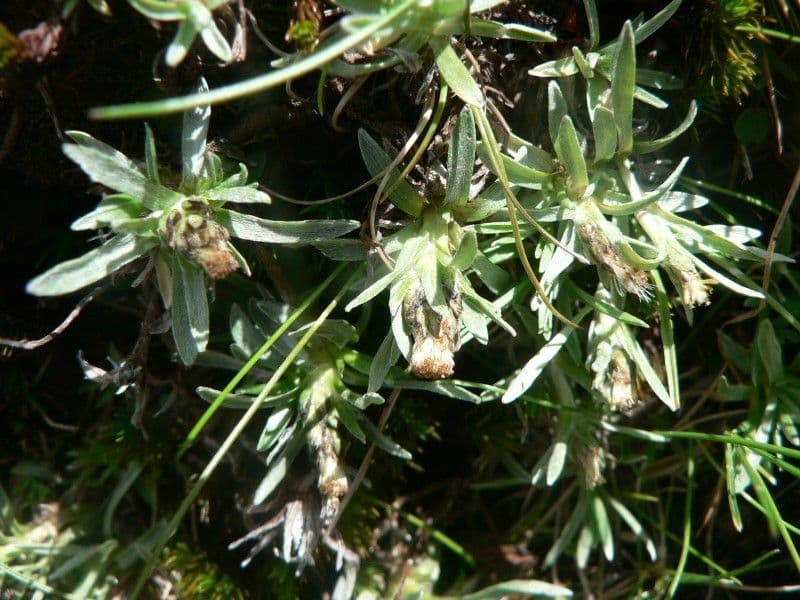 Gnaphalium nano 7