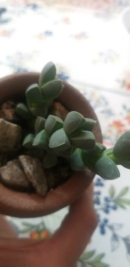 Corpuscularia 17