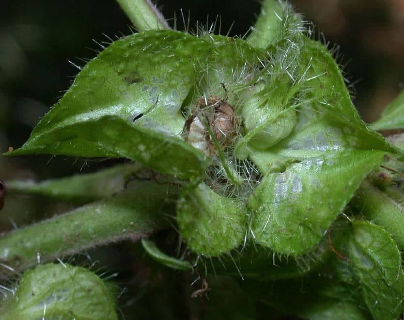 Malachra 2