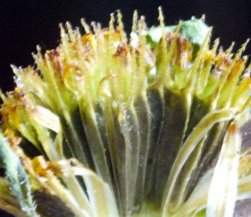 Bidens radiata 23