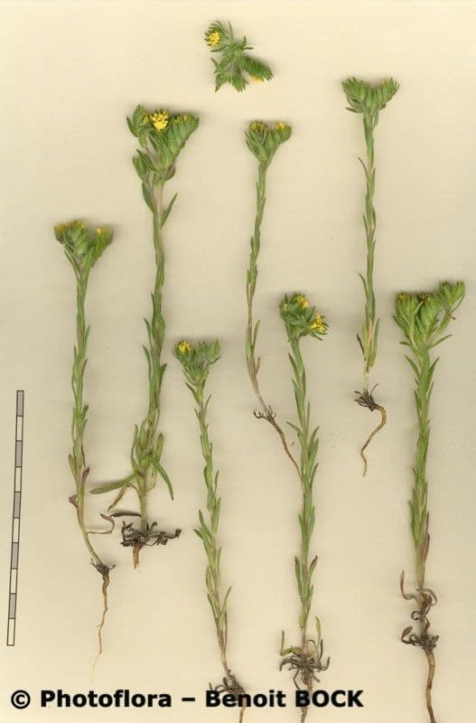 Neatostema apulum 19