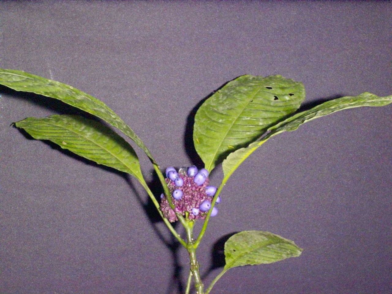 Palicourea 19