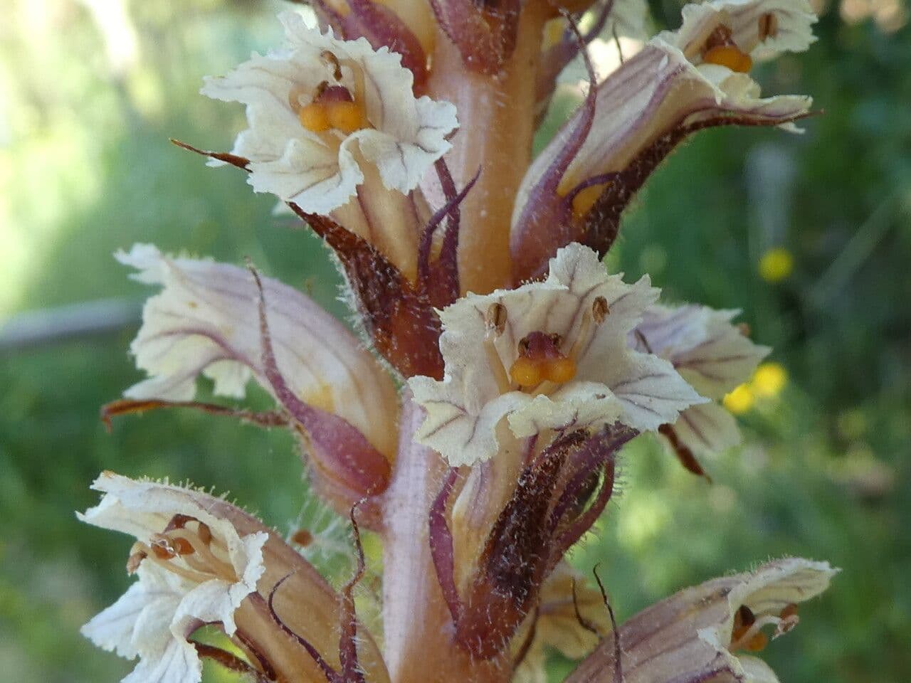 Corbiculada 3