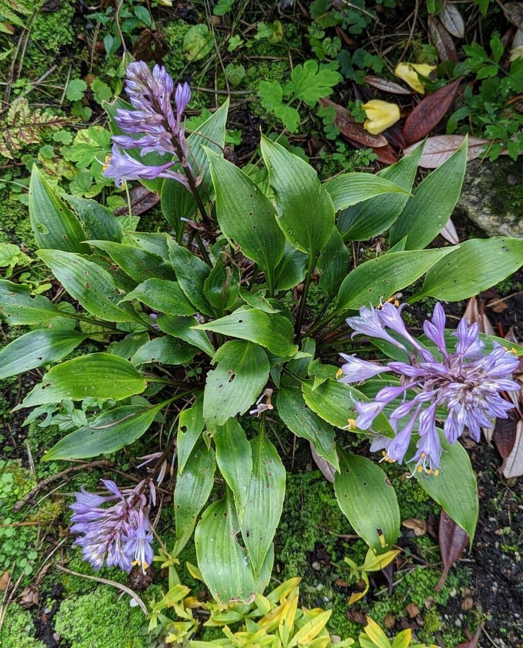 Hosta 8