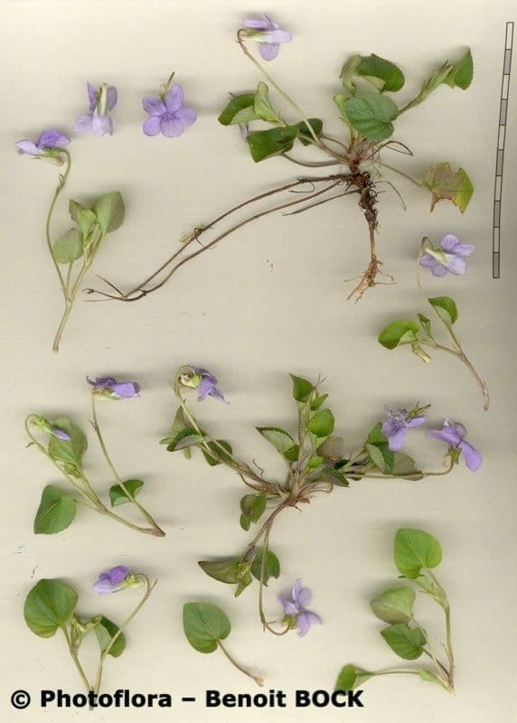 Viola di Rivinus 29