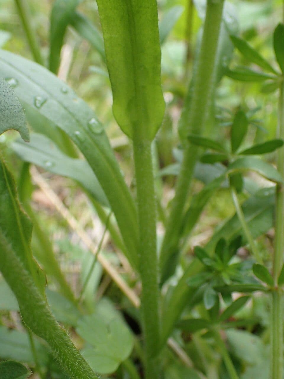 Myosotis décombant 17