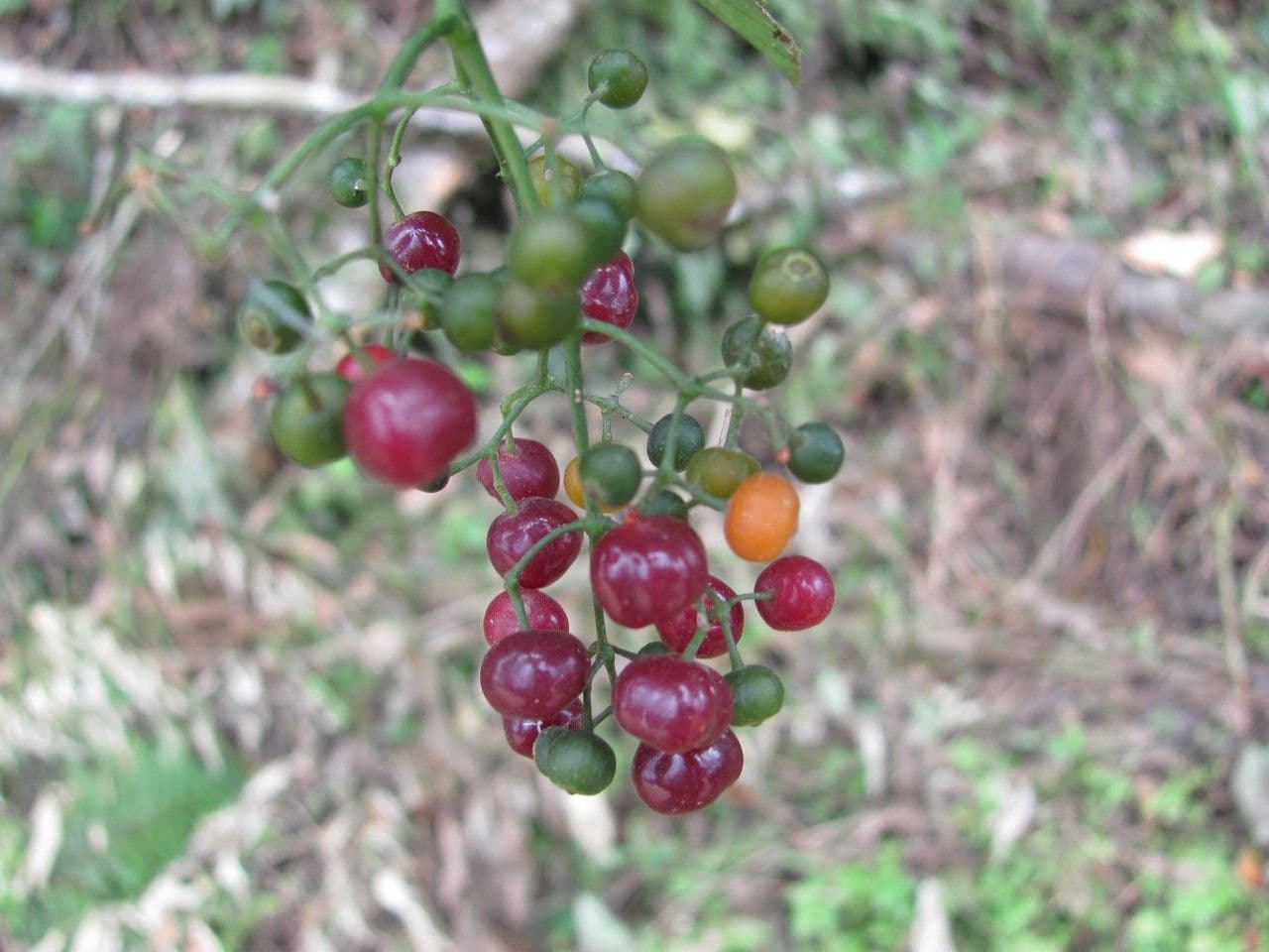 Psychotria 4