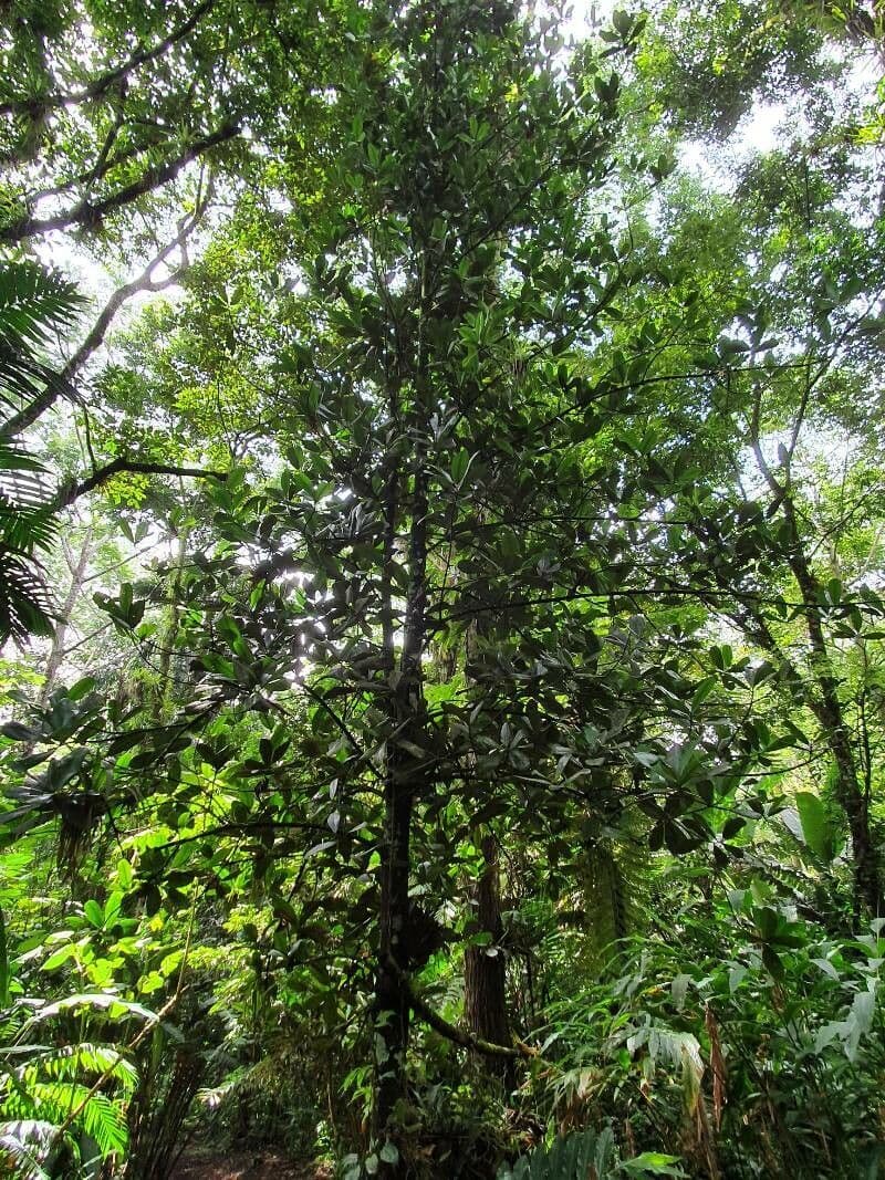 Baloghia 16