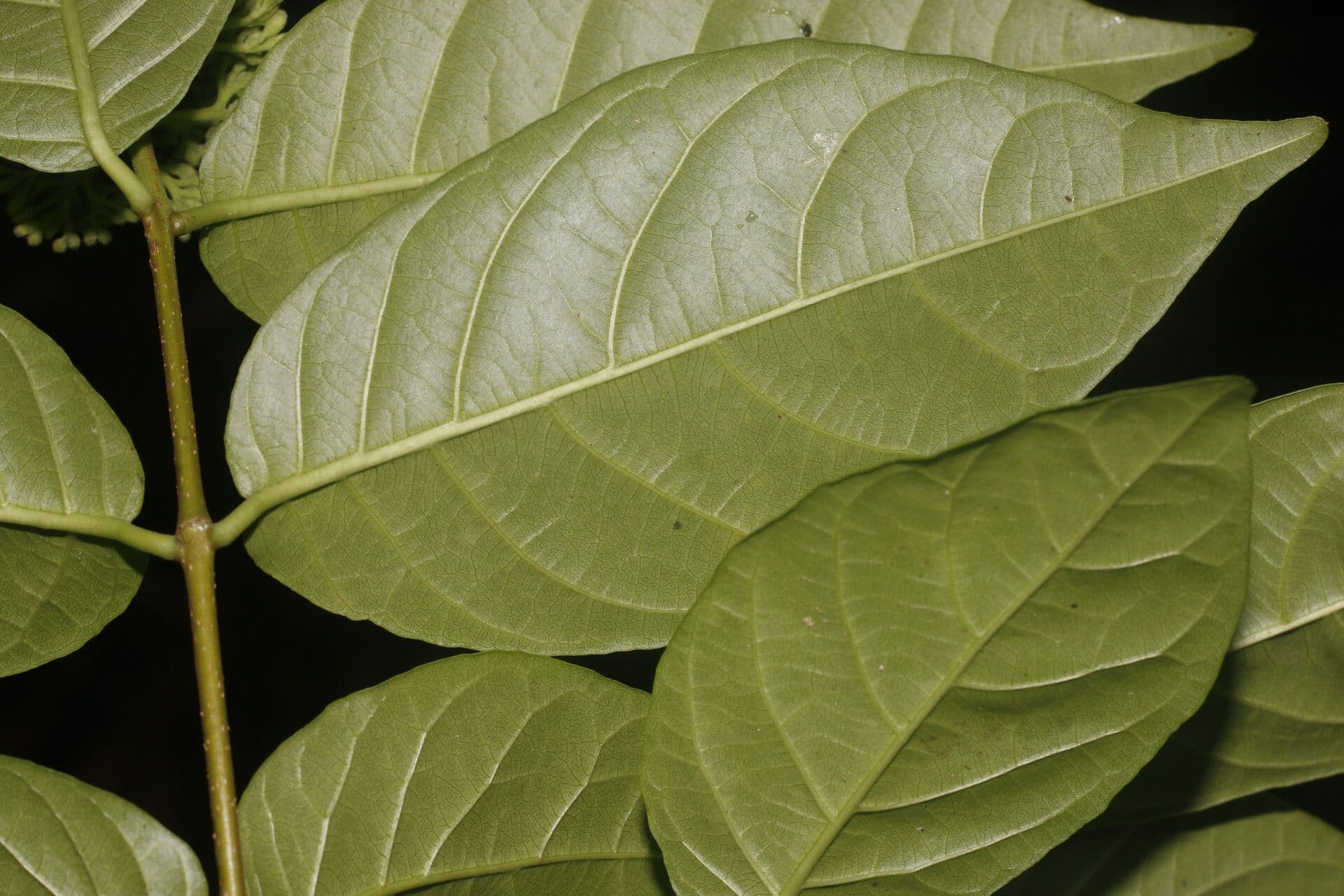 Forsteronia 11