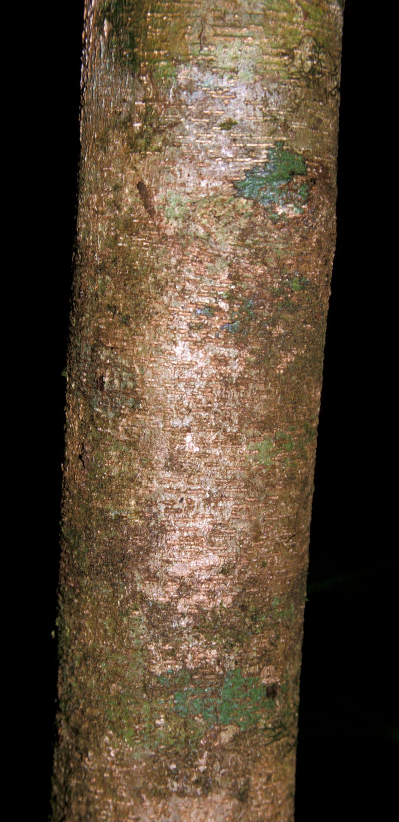 Inga 11