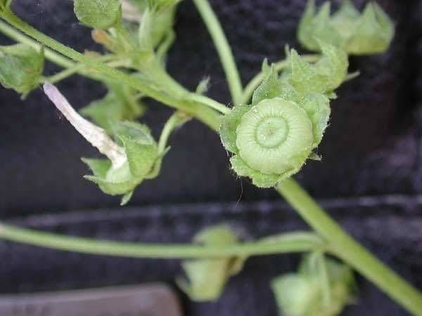 Malva pusilla 4