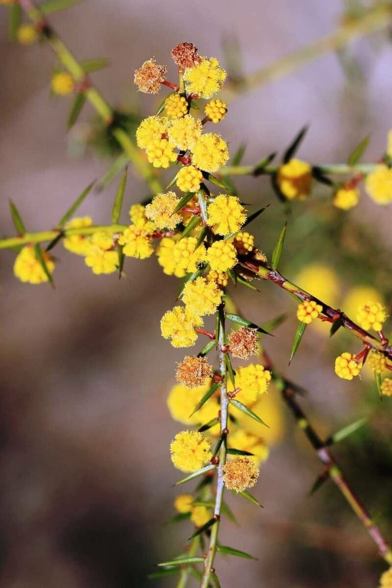 Acacia
