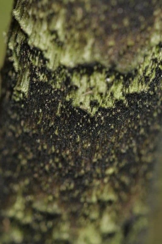 Dracontium 11