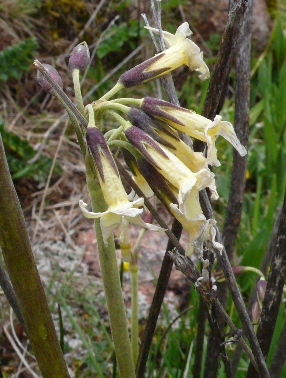 Primula 3