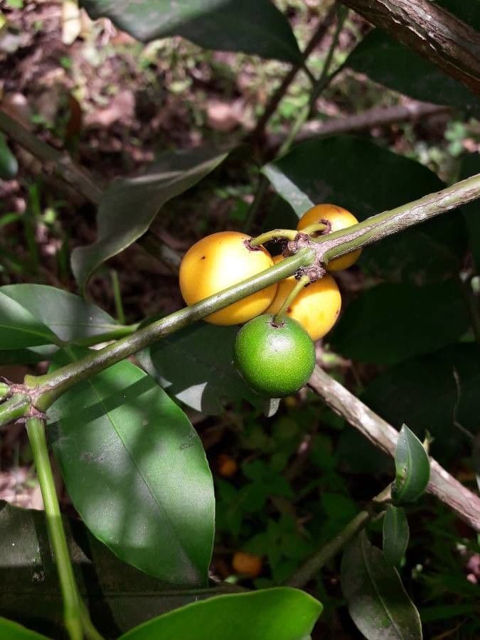 Garcinia