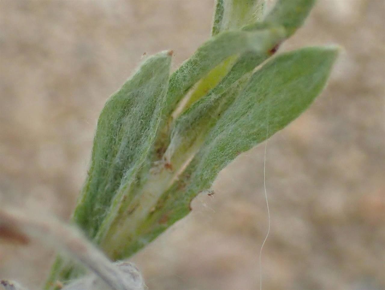Bambagia spatolata 20
