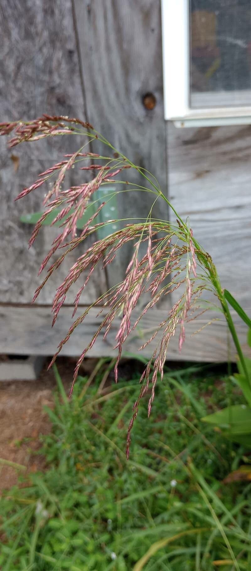 Tridens flavus 6
