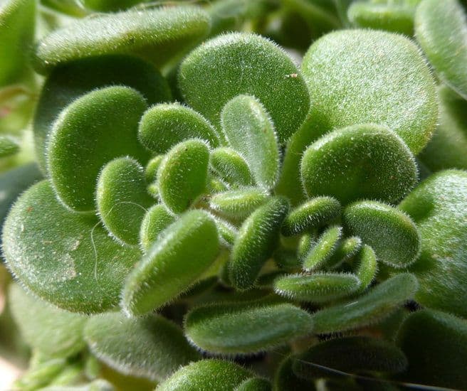 Sedum di Nevius 2