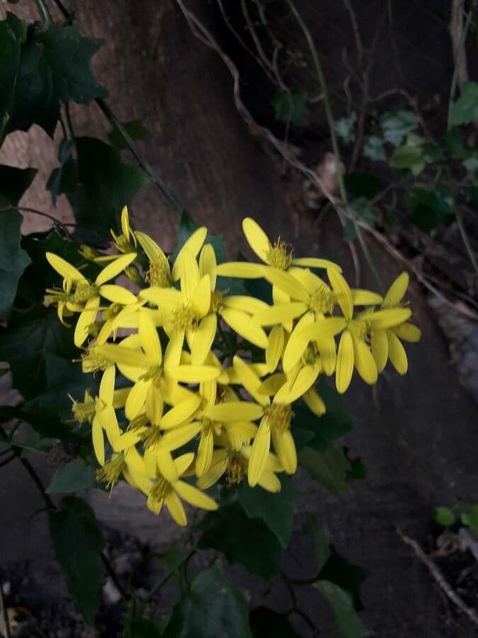 Kanarienzwoschen 2