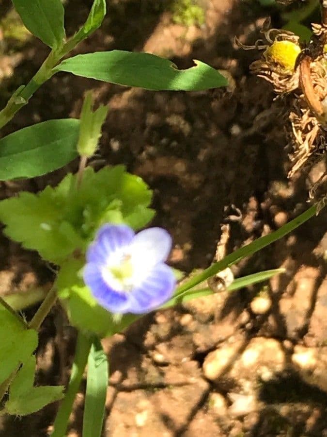 Veronica lucida 11