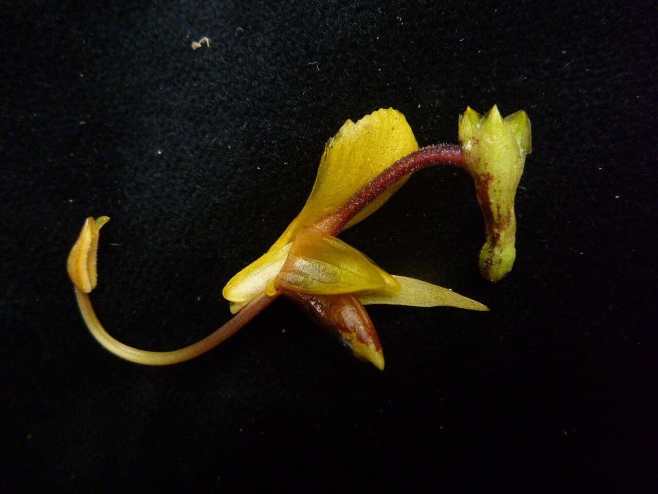 Globba racemosa 8