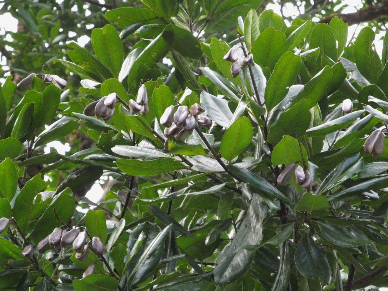 Vochysia guatemalensis 17