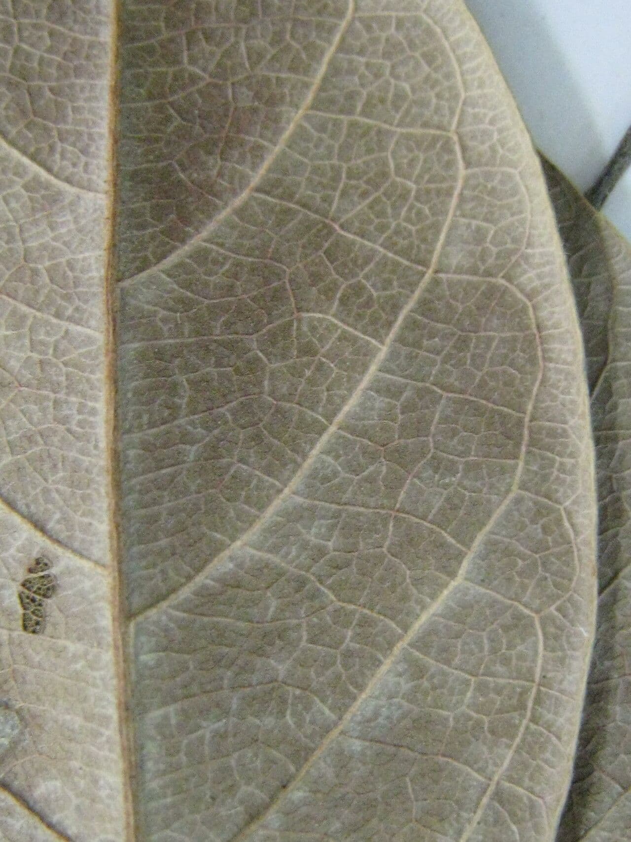 Terminalia 5