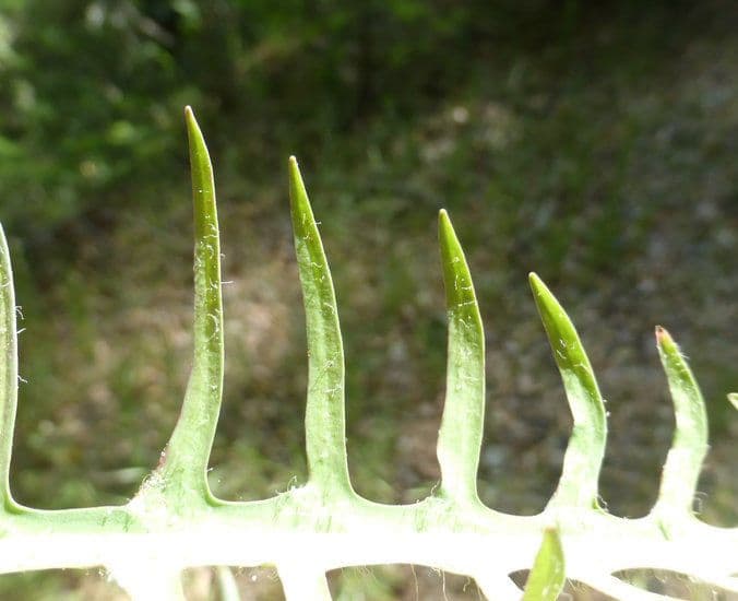 Agoseris retrorsa 18