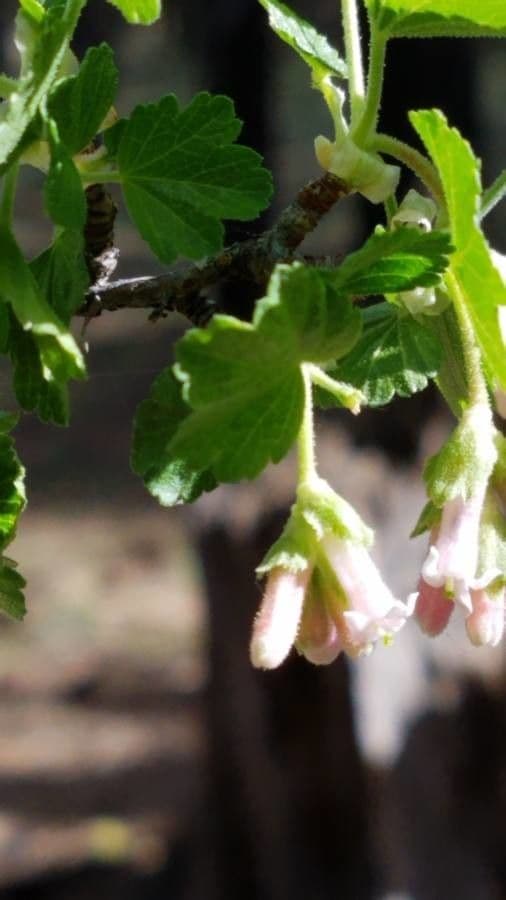 Ribes cereo 10