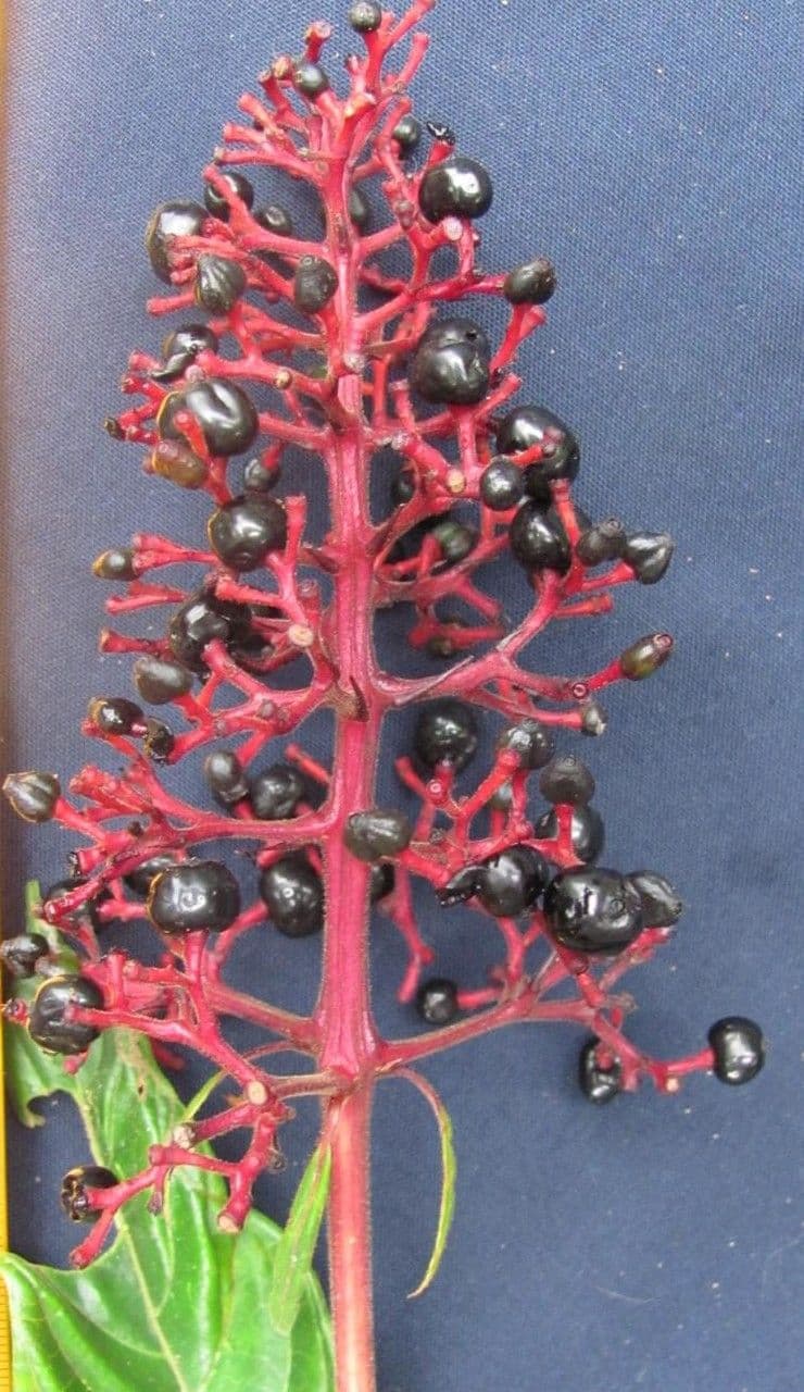 Palicourea 4