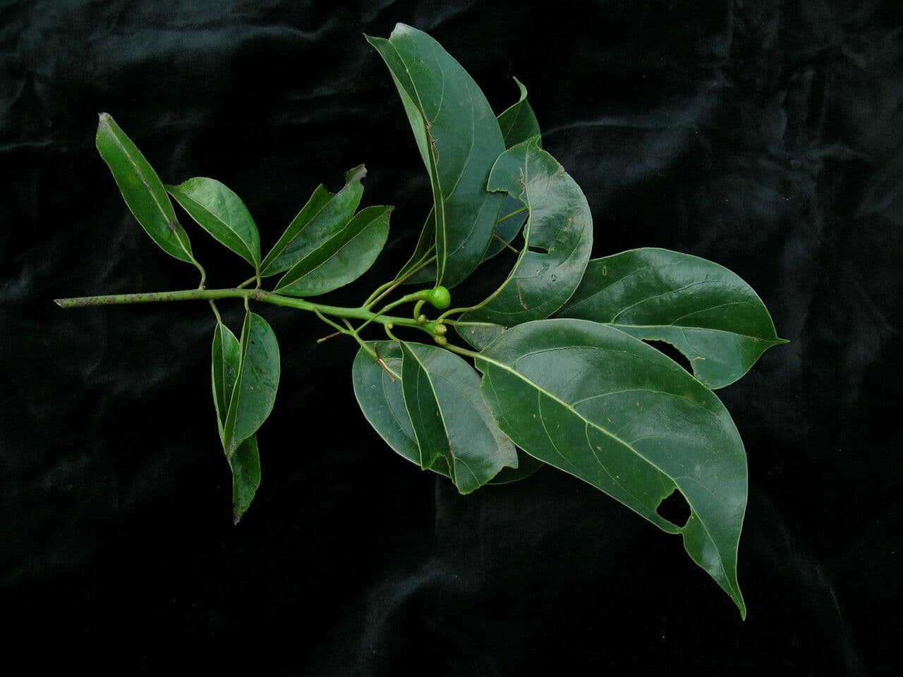 Cannella 4