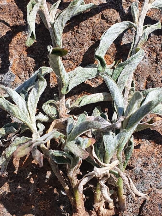 Gutenbergia 13
