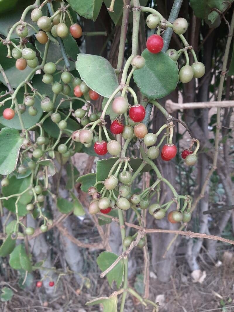 Cissus 3