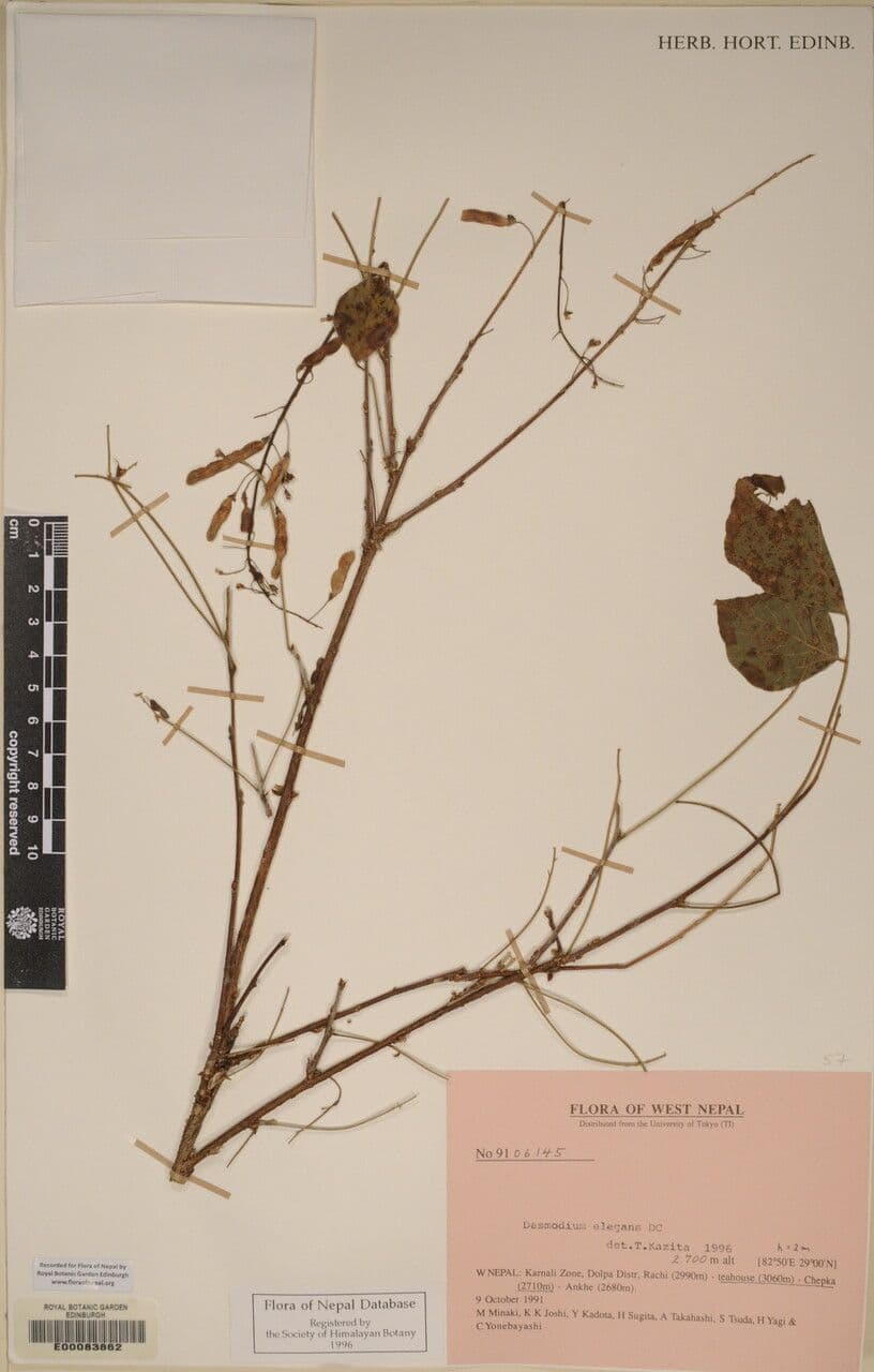 Phyllodium 8