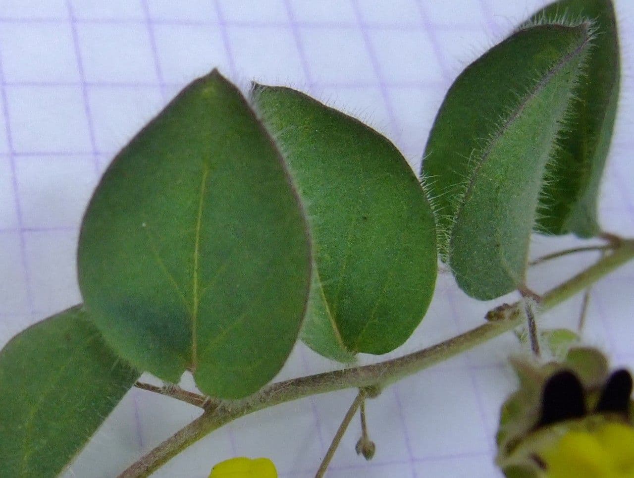 Cencio molle 17